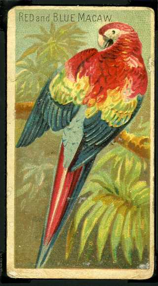 N5 29 Red and Blue Macaw.jpg